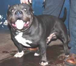 Dog Featured Image
