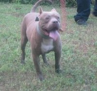 Dog Featured Image