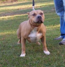Dog Featured Image