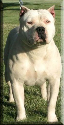 Dog Featured Image
