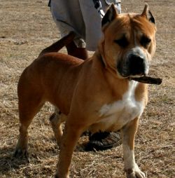 Dog Featured Image