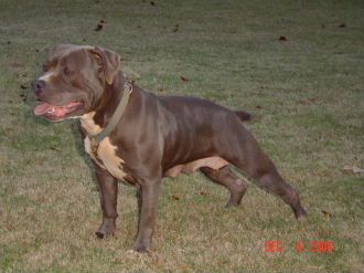 Dog Featured Image