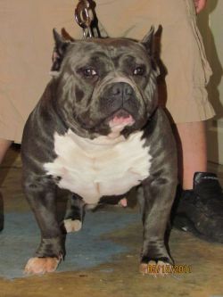 Dog Featured Image