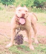 Dog Featured Image