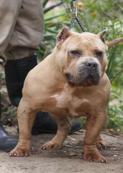 Dog Featured Image