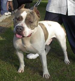 Dog Featured Image