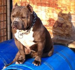 Dog Featured Image