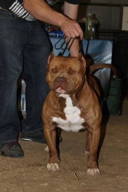 Dog Featured Image