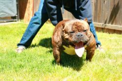 Dog Featured Image