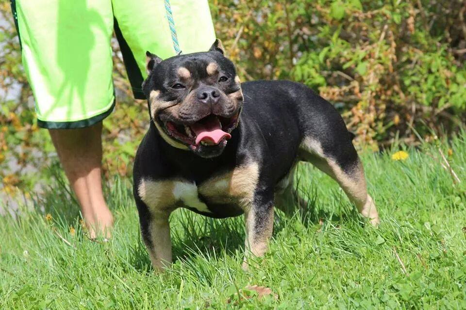 Dog Featured Image