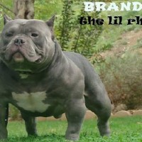 Dog Featured Image