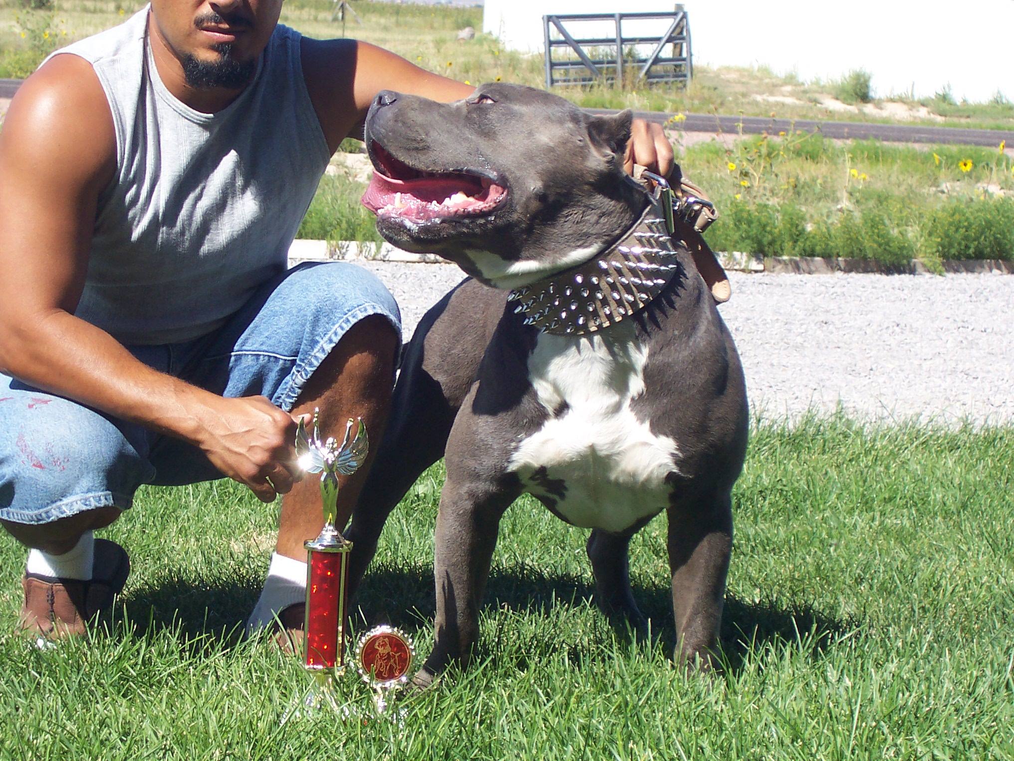 Dog Featured Image