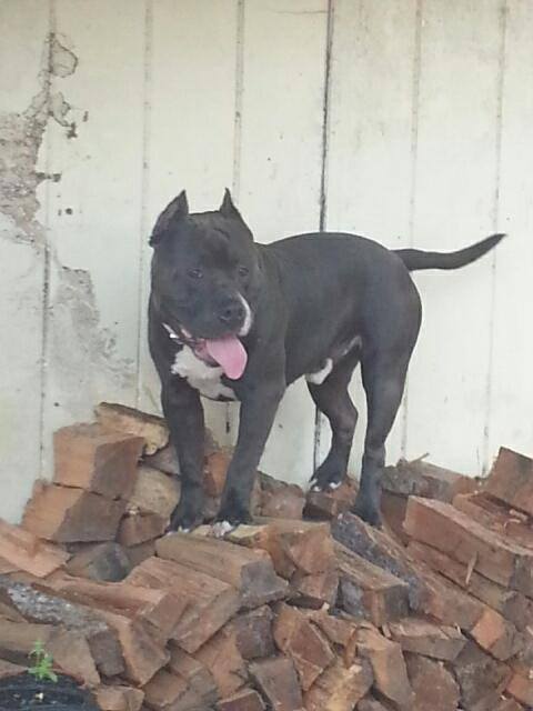 Dog Featured Image
