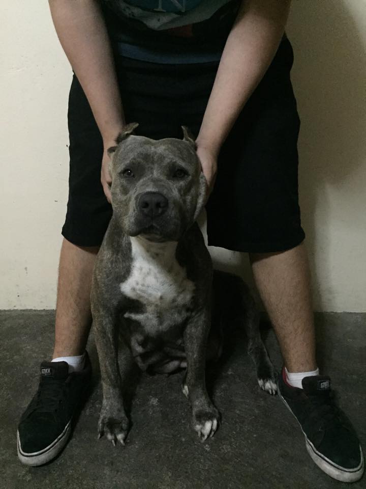 Dog Featured Image