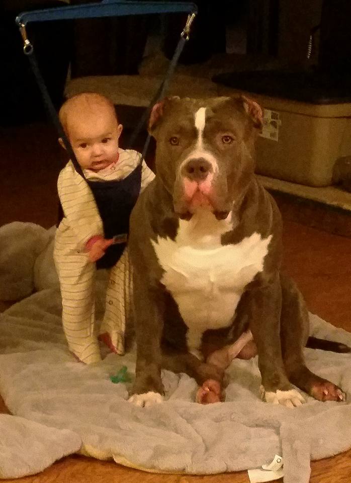 Dog Featured Image