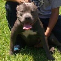 Dog Featured Image