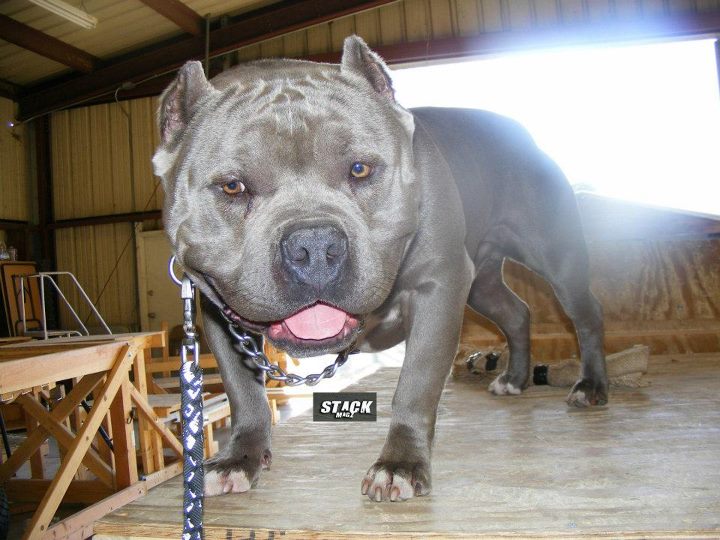 Dog Featured Image