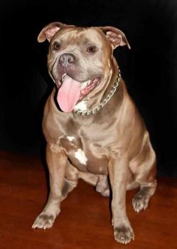 Dog Featured Image