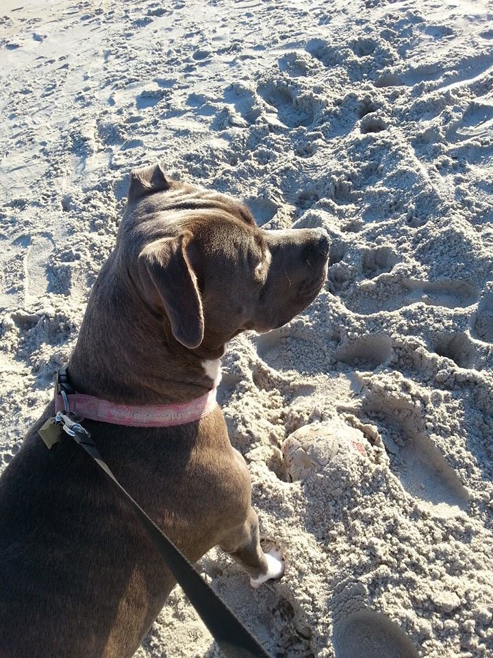 Dog Featured Image