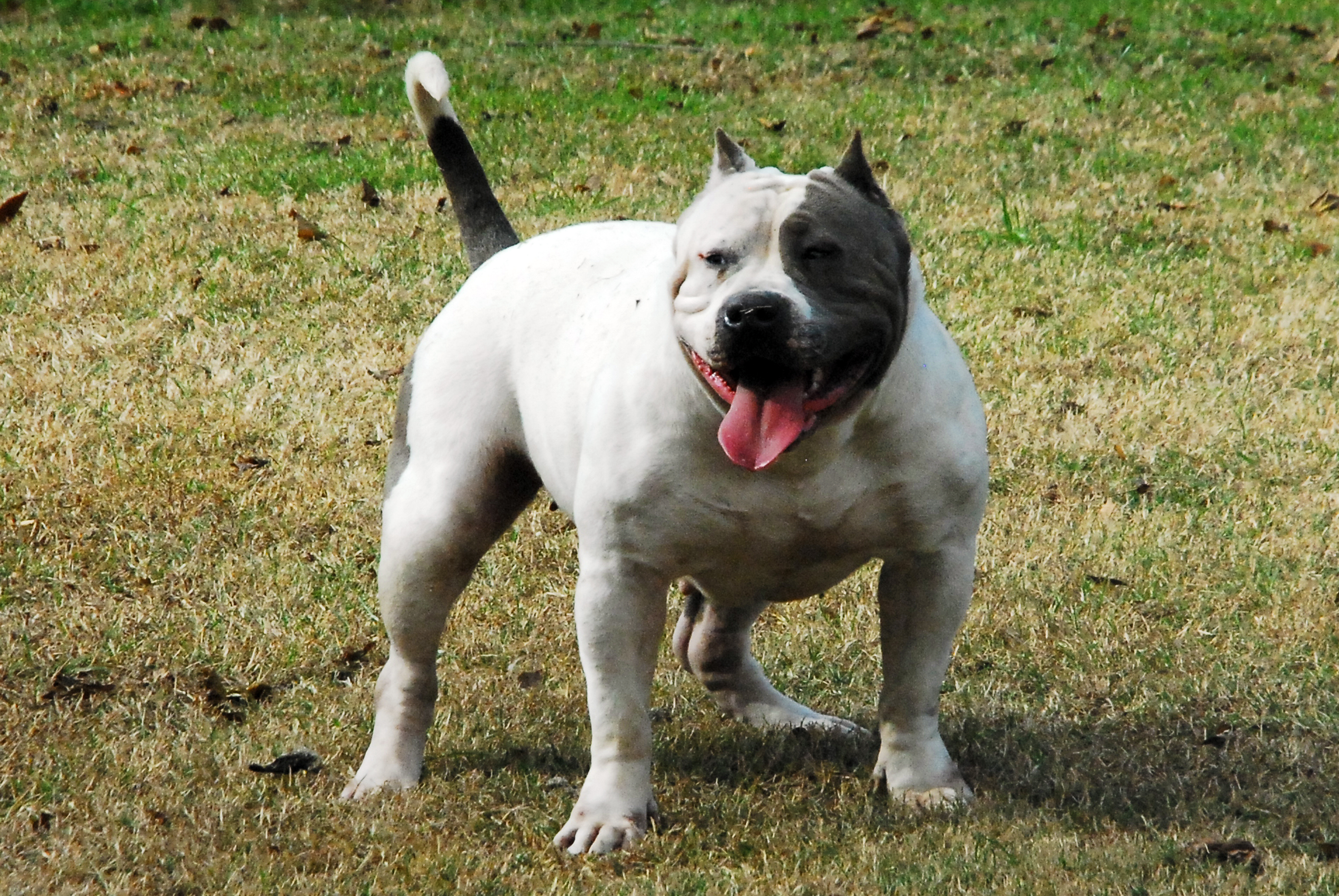 Dog Featured Image