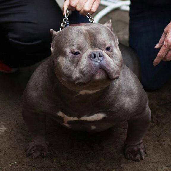 Dog Featured Image
