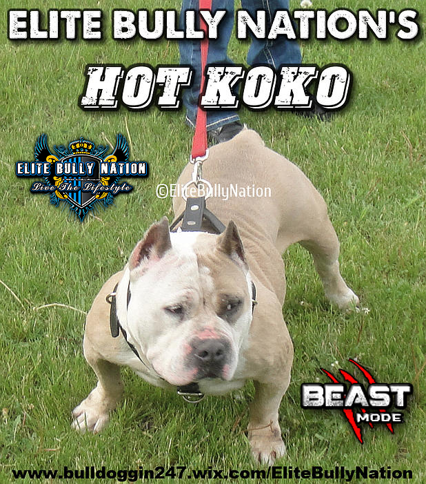 Dog Featured Image
