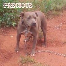 Dog Featured Image