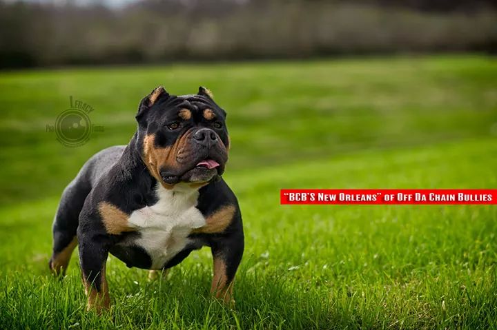 Dog Featured Image