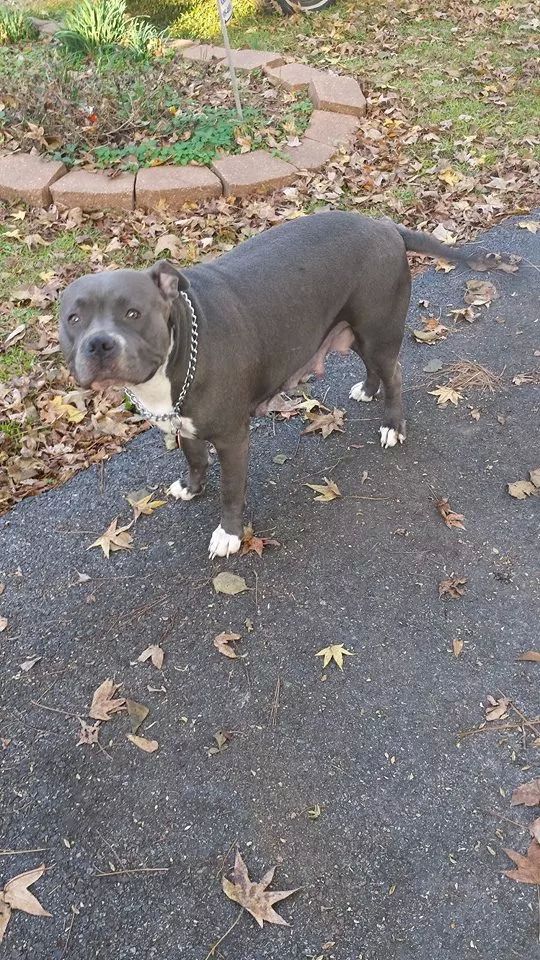 Dog Featured Image