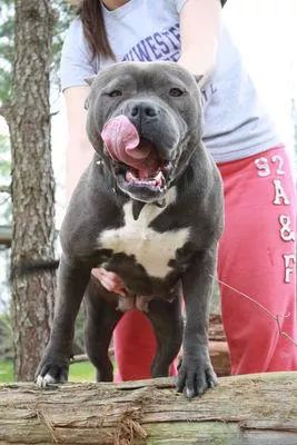 Dog Featured Image