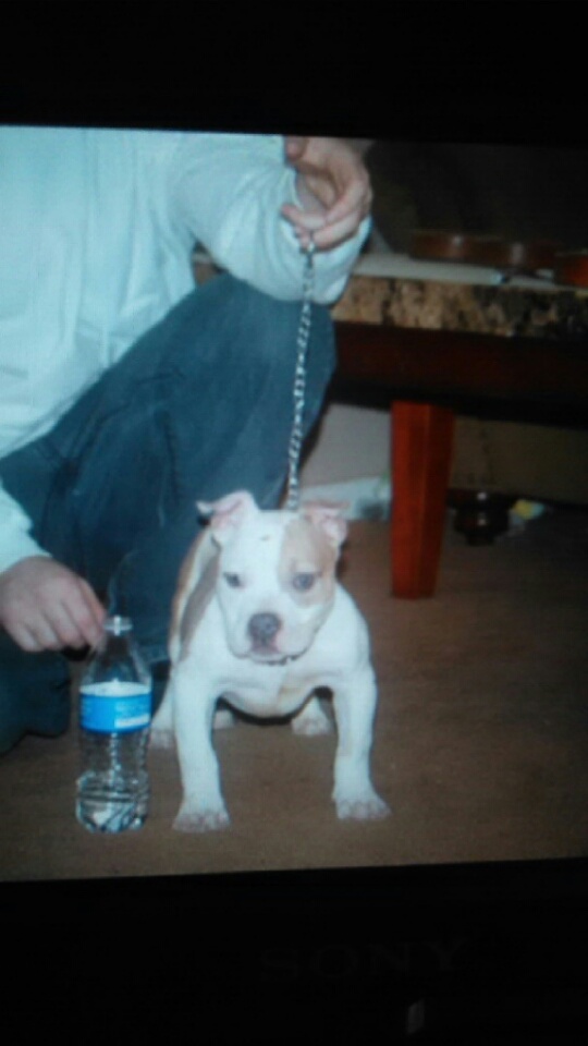 Dog Featured Image