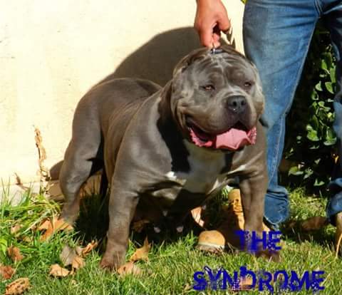 Dog Featured Image