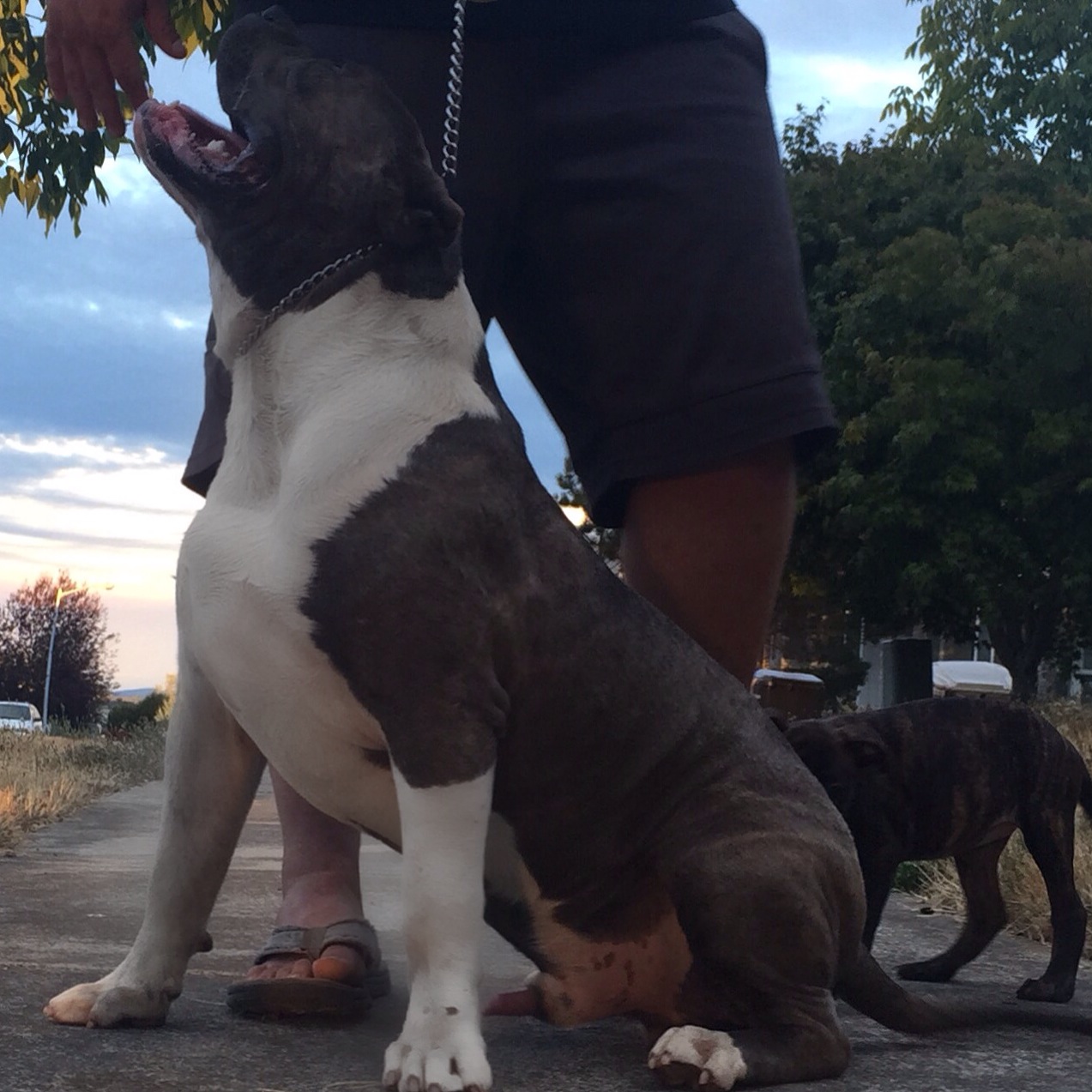 Dog Featured Image