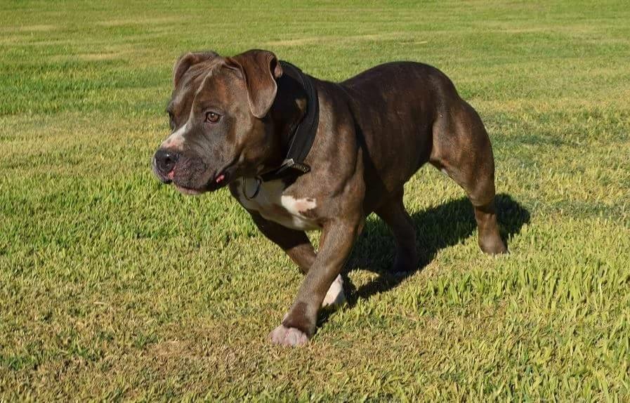Dog Featured Image