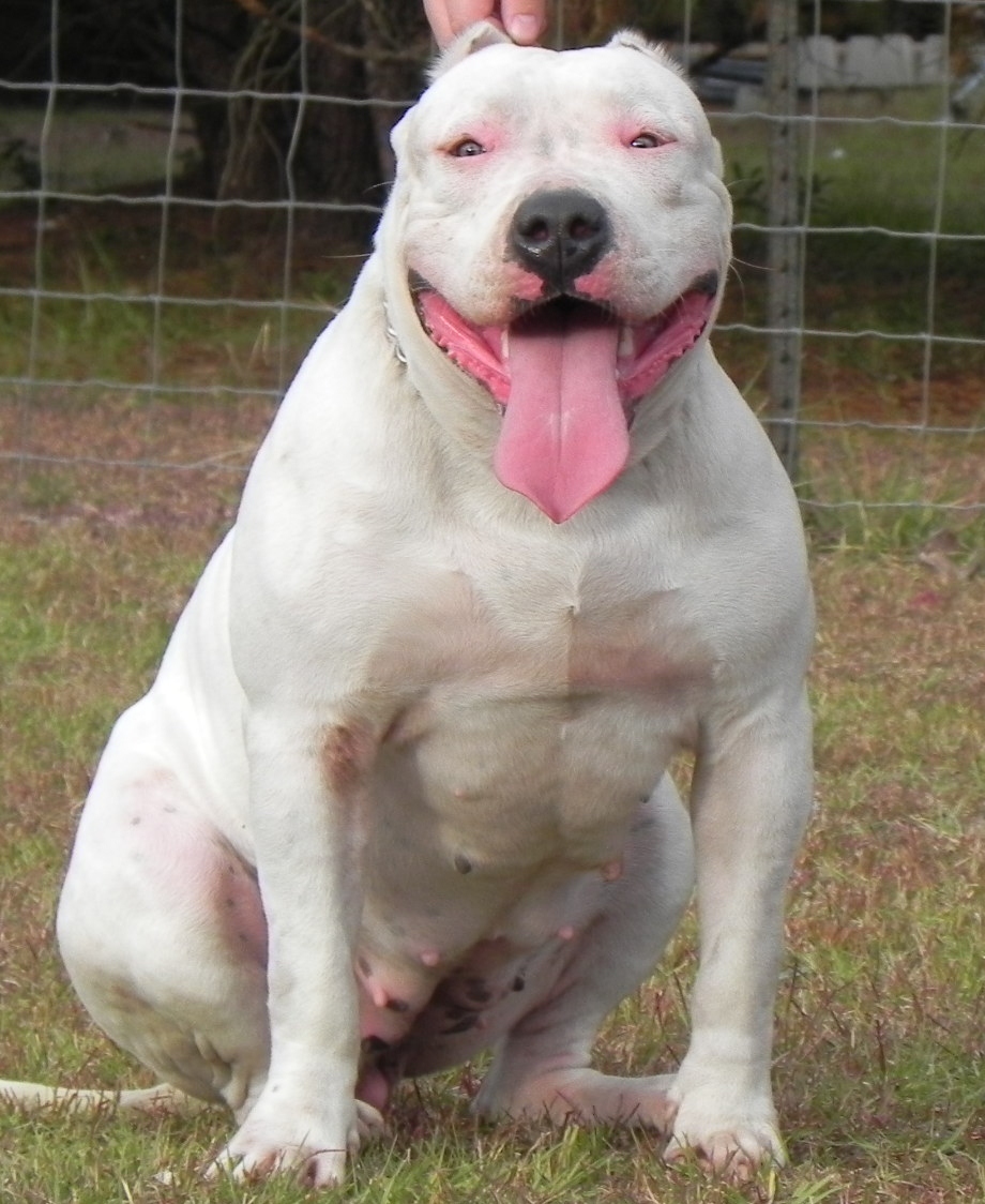 Dog Featured Image