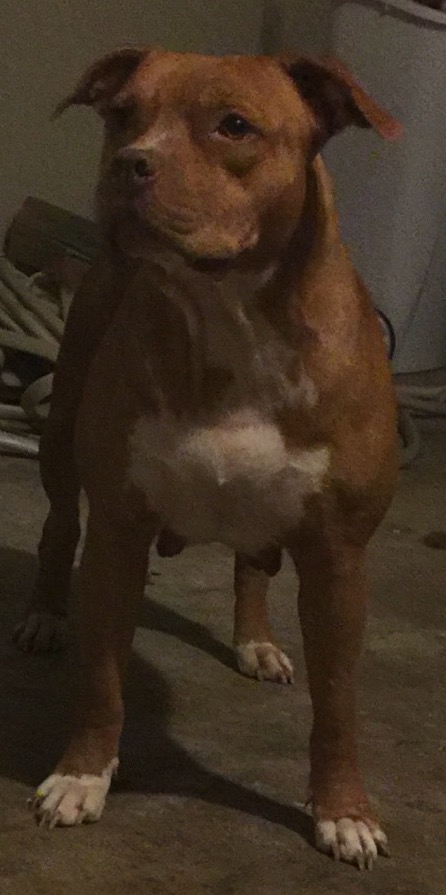 Dog Featured Image