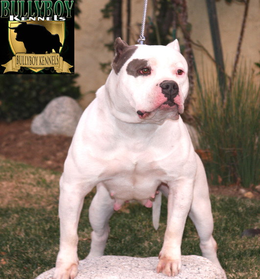 Dog Featured Image