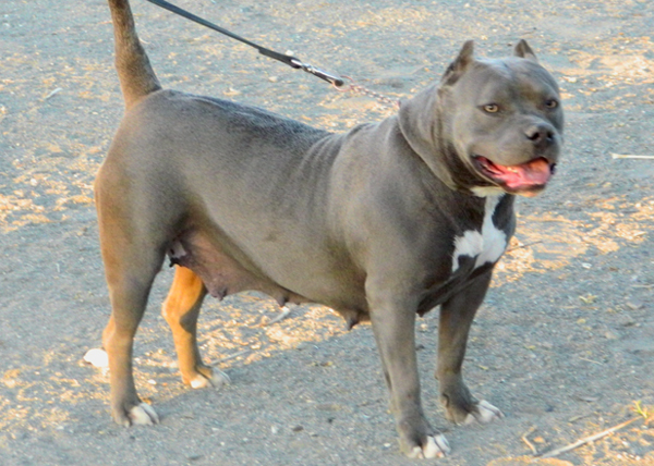Dog Featured Image
