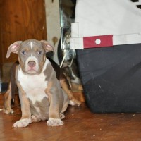 Dog Featured Image