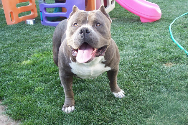 Dog Featured Image