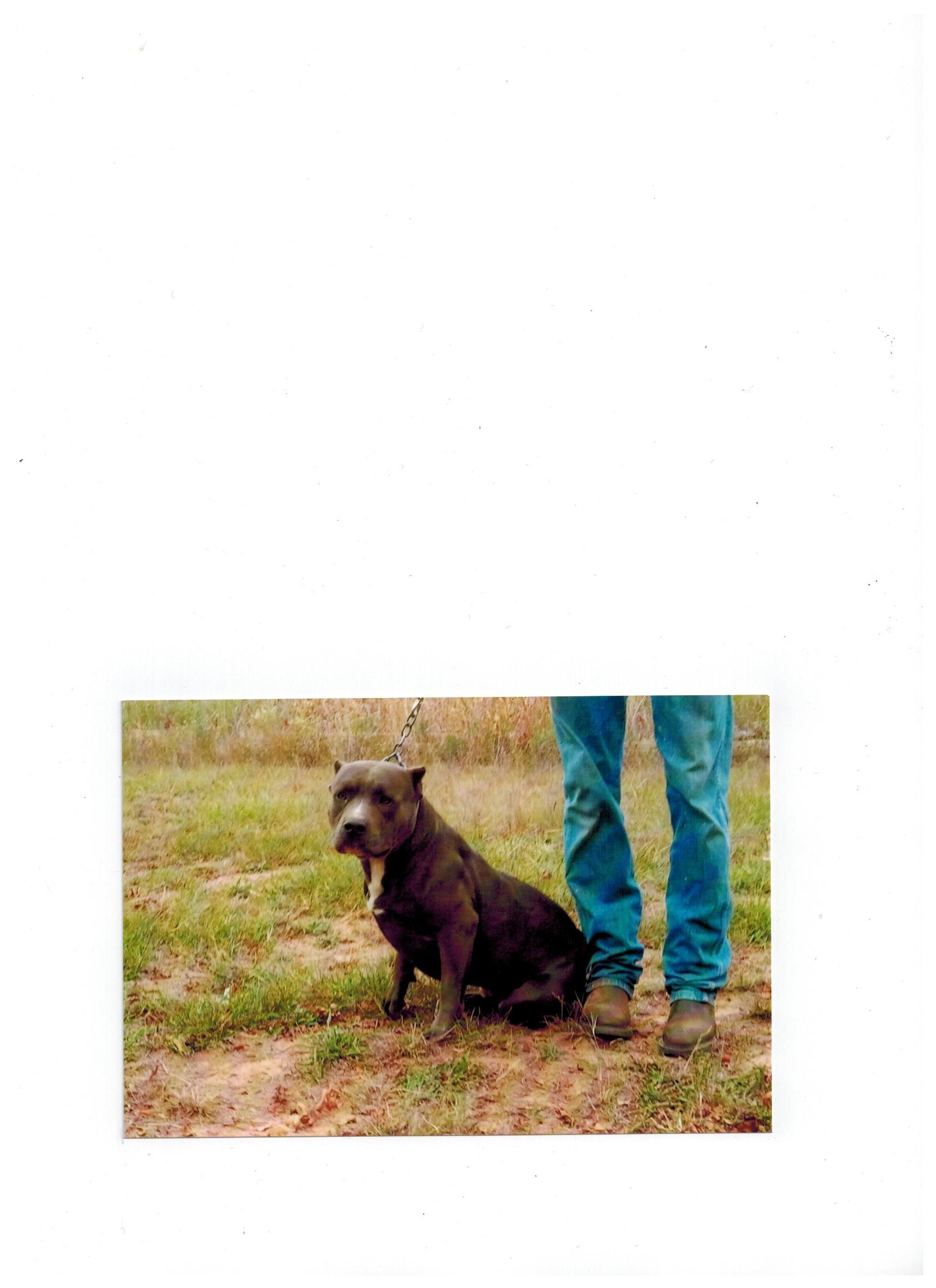 Dog Featured Image