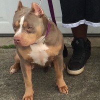 Dog Featured Image