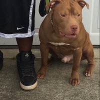 Dog Featured Image