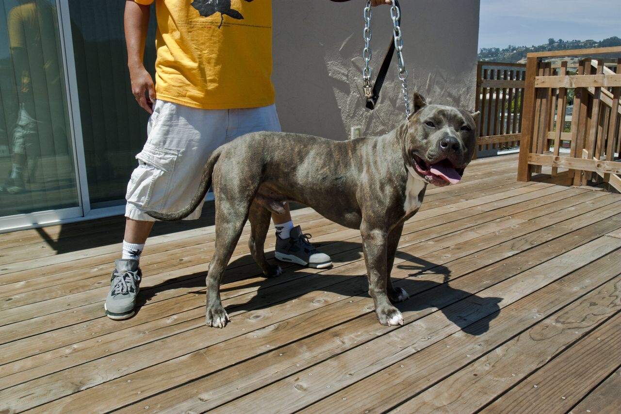 Dog Featured Image