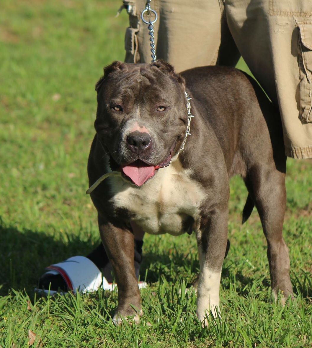 Dog Featured Image