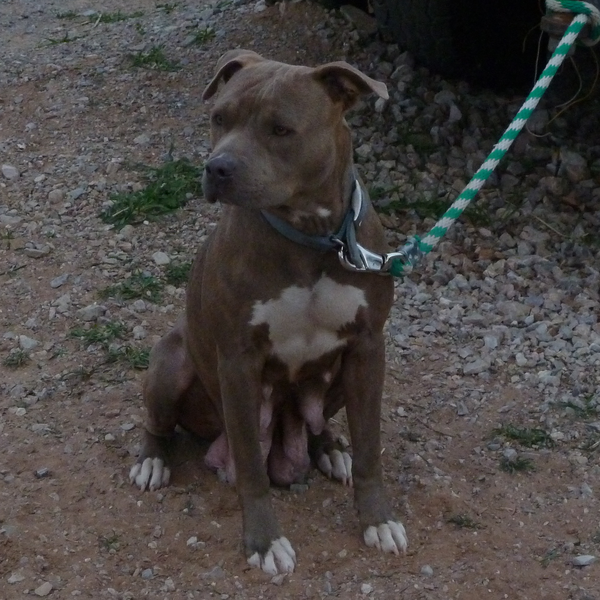 Dog Featured Image