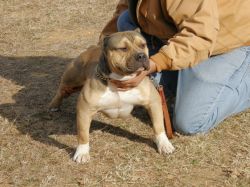 Dog Featured Image