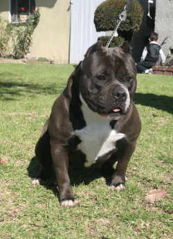 Dog Featured Image