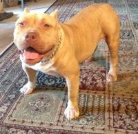 Dog Featured Image
