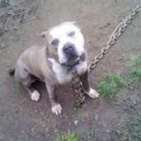 FRANKS’ BLUE BANGA